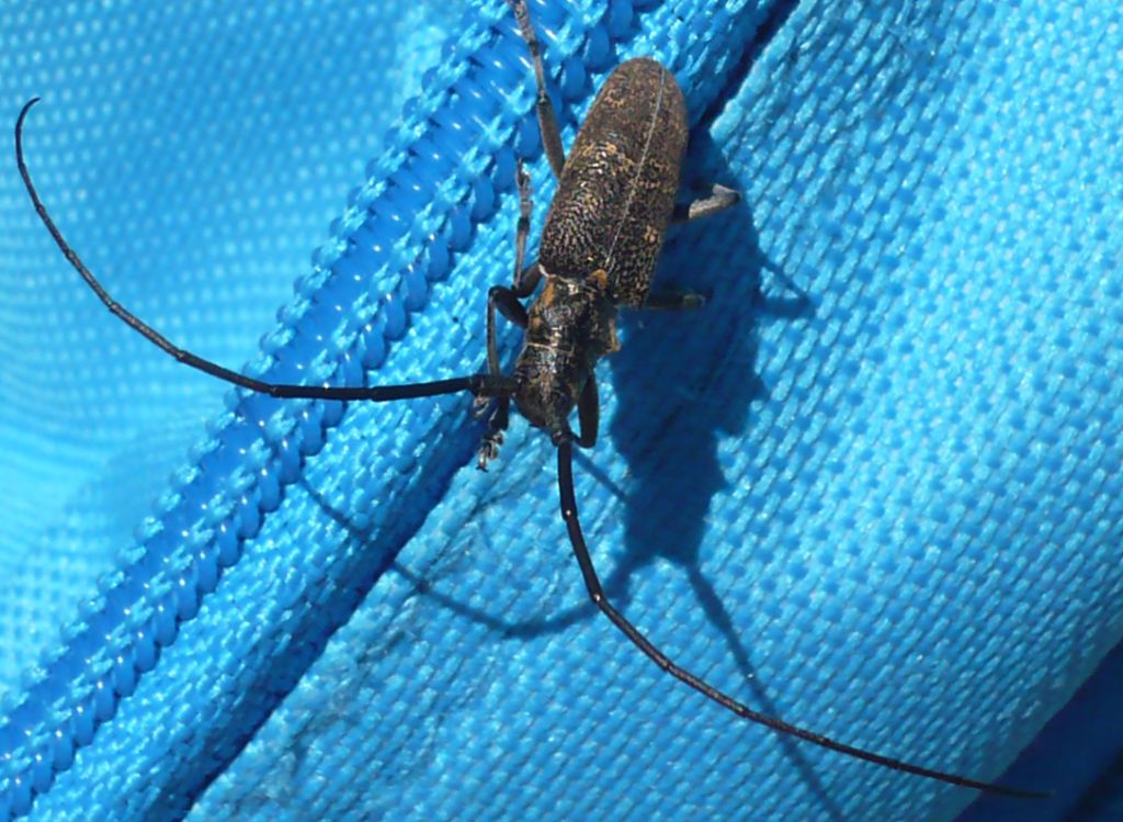 Cerambicide da id. - Monochamus galloprovincialis